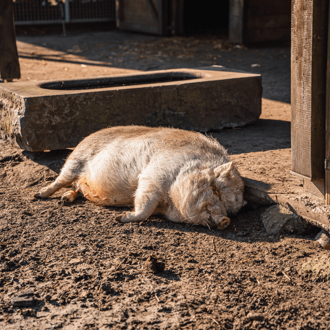 Domein Bovy - Dierenweide.png